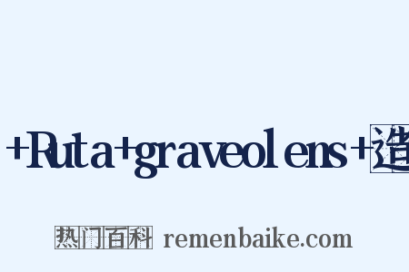 +Ruta+graveolens+造句是什么意思的图片